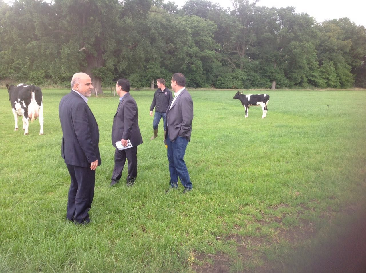Dairy Cattle Supply Project